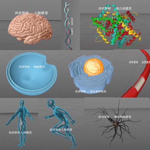 生物医学模型和人文医学模型的区别