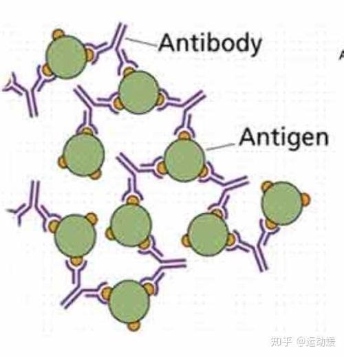 抗体和抗原是什么？