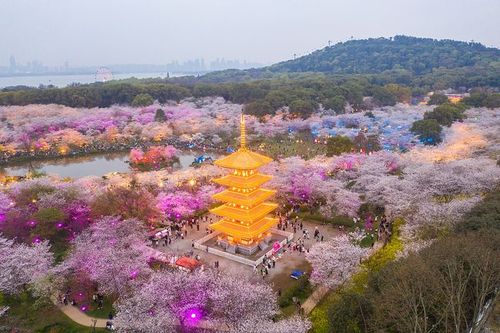 武汉樱花主题灯光秀太美，为何武汉与樱花有不解之缘？