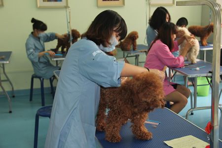 北京的建文和若雯宠物美容学校哪个比较好？我要学技术 一个是老校了、一个是刚刚起步的