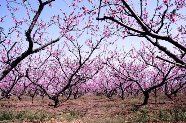 合肥的桃花节是几月几日？