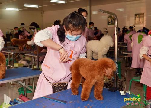 宠物美容学校排名情况哪家最好