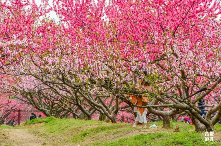 桃花节是什么时候2015年合肥