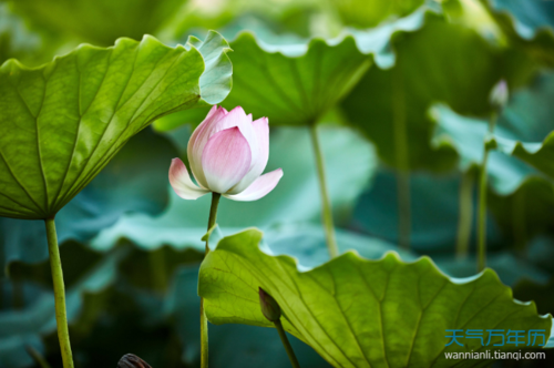 仲夏是指几月份？