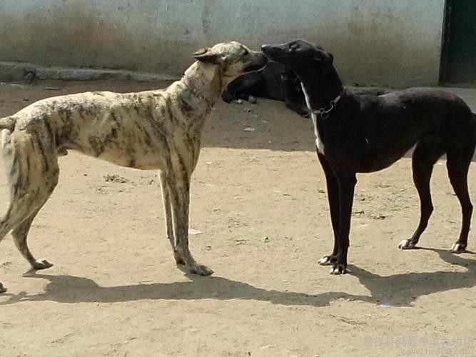 格力犬和灵提犬有什么区别