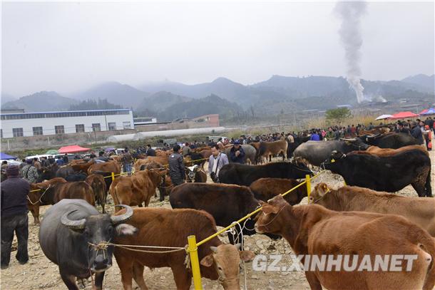 云南最大的活牛交易市场在哪儿，价钱如何