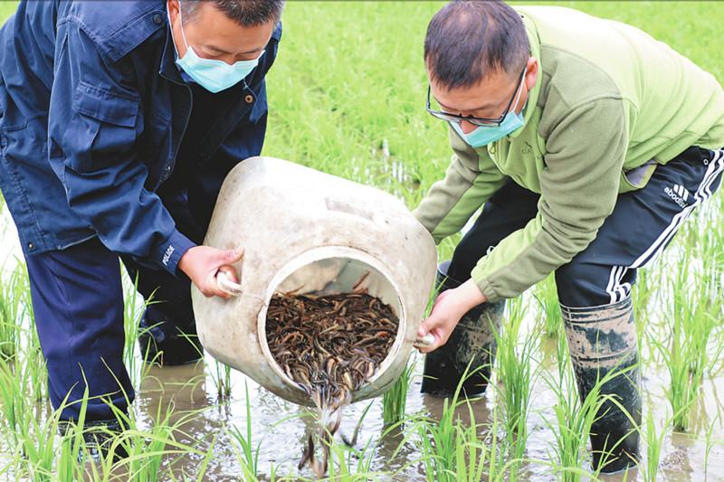 胶桶养泥鳅的可行性高吗？