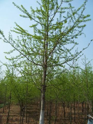 银杏树苗什么时候种植最好