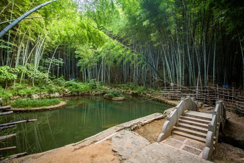 石塘竹海的介绍