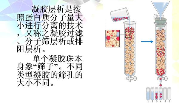 凝胶过滤层析中和凝胶电泳中的分子筛效应有什么不同，请尽量全面