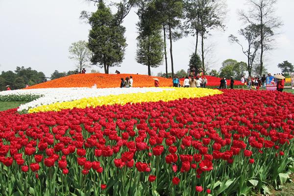 石象湖郁金香节的介绍