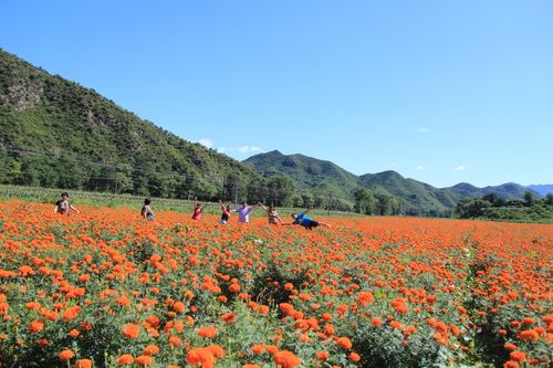 北京延庆四季花海什么时候去最好