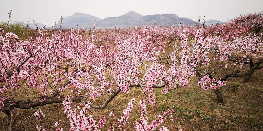 泗水桃花什么时候开啊？