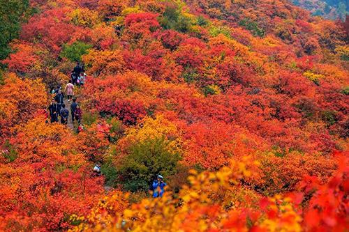 香山红叶几月份好看2014