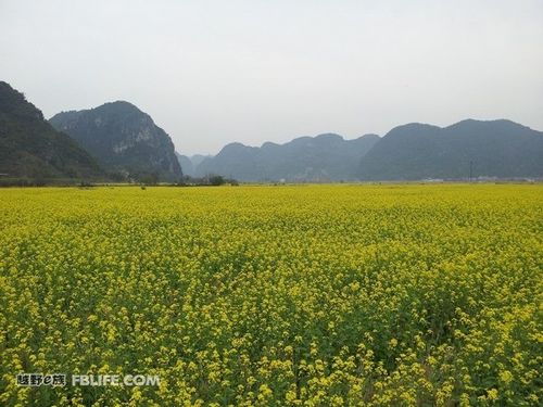 今年上林油菜花开了吗