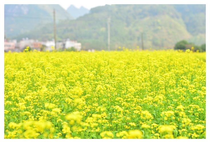 今年上林油菜花在几月份开花？